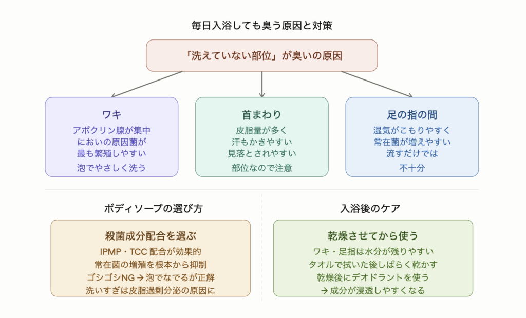 毎日入浴しても臭いが残る原因は洗えていない部位にある。においが集中する3部位（ワキ・首まわり・足の指の間）の特徴と、殺菌成分配合ボディソープの選び方、入浴後に乾燥させてからデオドラントを使うケアの流れを示した図解。