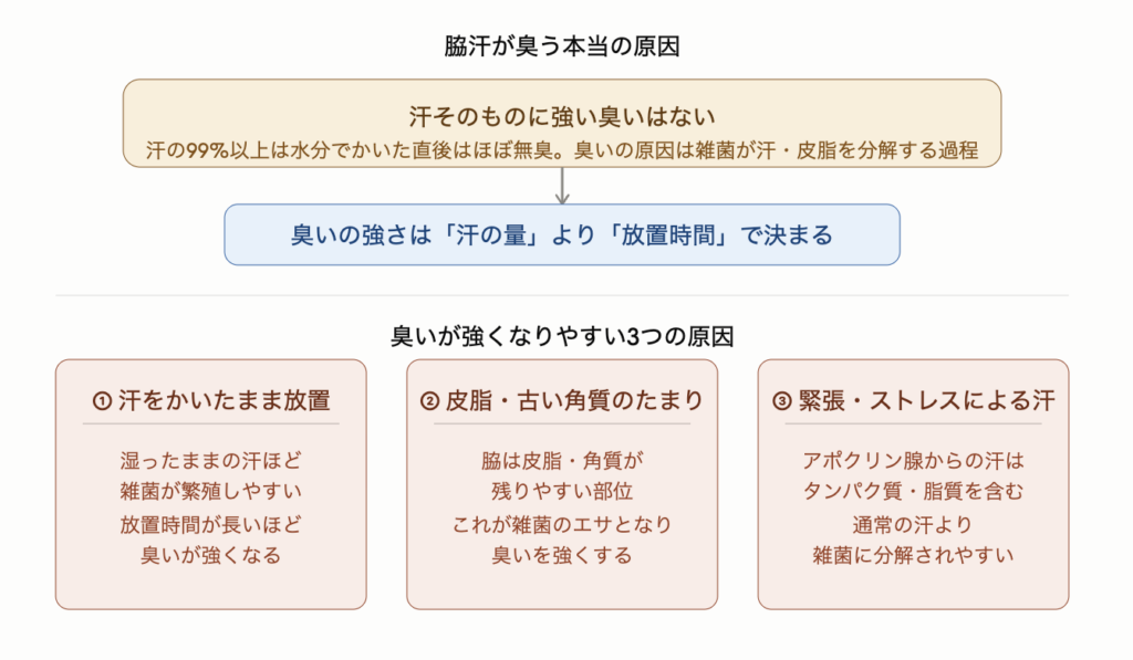 脇汗が臭う本当の原因を示した図解。汗の99%以上は水分でかいた直後はほぼ無臭であり、臭いの原因は雑菌が汗や皮脂を分解する過程で発生する物質。臭いの強さは汗の量より放置時間で決まる。臭いが強くなる3つの原因は、汗をかいたまま放置すること・皮脂や古い角質が脇にたまって雑菌のエサになること・緊張やストレスによるアポクリン腺からの汗はタンパク質や脂質を含み通常より雑菌に分解されやすいこと。