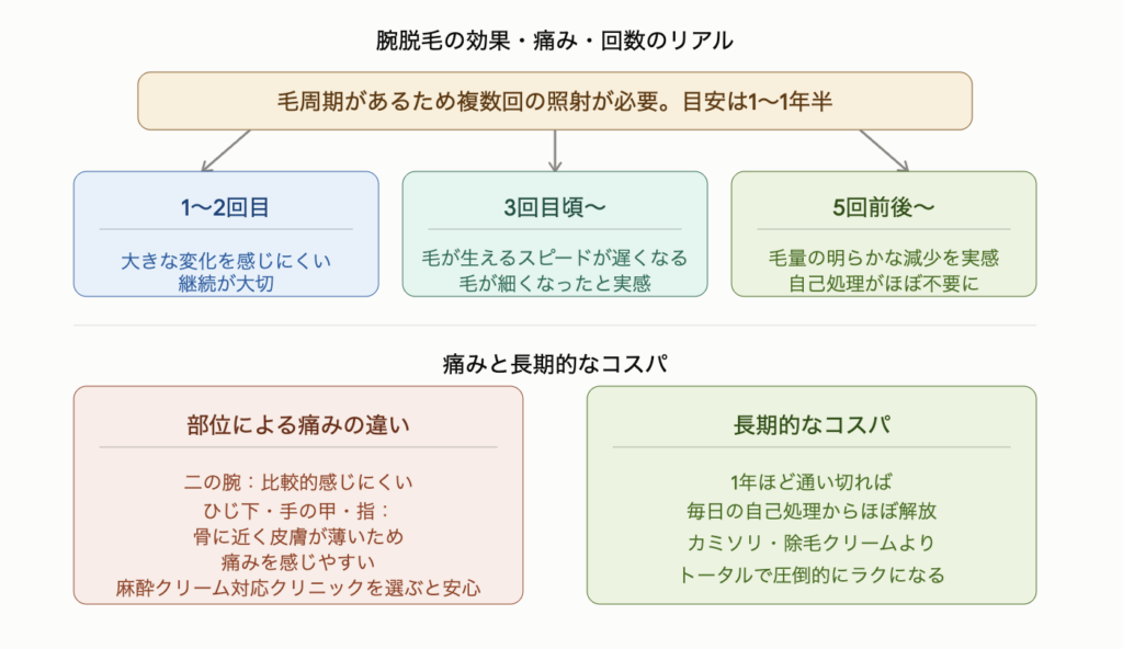 腕脱毛の効果・痛み・回数のリアルを示した図解。毛周期があるため複数回の照射が必要で自己処理がほぼ不要になるまでの目安は1〜1年半。回数ごとの変化は1〜2回目は大きな変化を感じにくく継続が大切、3回目頃から毛が生えるスピードが遅くなり細くなったと実感、5回前後から毛量の明らかな減少を実感して自己処理がほぼ不要になる。痛みは二の腕が比較的感じにくい一方ひじ下・手の甲・指は骨に近く皮膚が薄いため痛みを感じやすく麻酔クリーム対応クリニックを選ぶと安心。1年ほど通い切ればカミソリや除毛クリームよりトータルで圧倒的にラクになる。