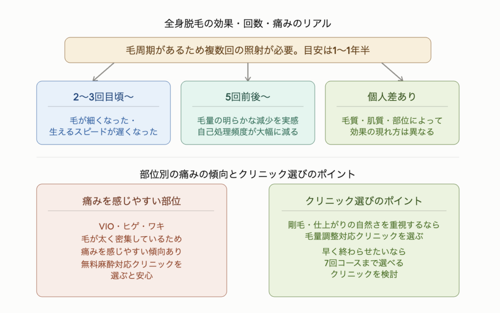 全身脱毛の効果・回数・痛みのリアルを示した図解。毛周期があるため複数回の照射が必要で完了まで1〜1年半が目安。2〜3回目頃から毛が細くなり生えるスピードが遅くなったと実感し始め、5回前後から毛量の明らかな減少を実感して自己処理頻度が大幅に減る。効果の現れ方は毛質・肌質・部位によって個人差がある。VIO・ヒゲ・ワキは毛が太く密集しているため痛みを感じやすく無料麻酔対応クリニックを選ぶと安心。剛毛や仕上がりの自然さを重視するなら毛量調整対応クリニック、早く完了させたいなら7回コースまで選べるクリニックを検討するとよい。
